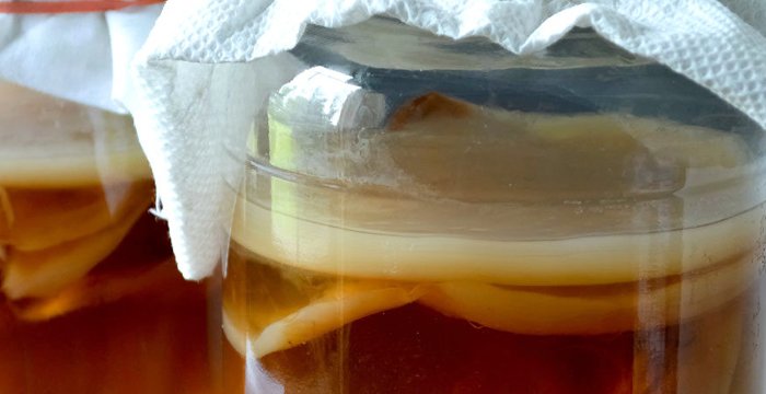 Cara merawat Jamur Kombucha | Cara fermentasi teh kombucha