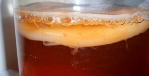 proses fermentasi teh kombucha