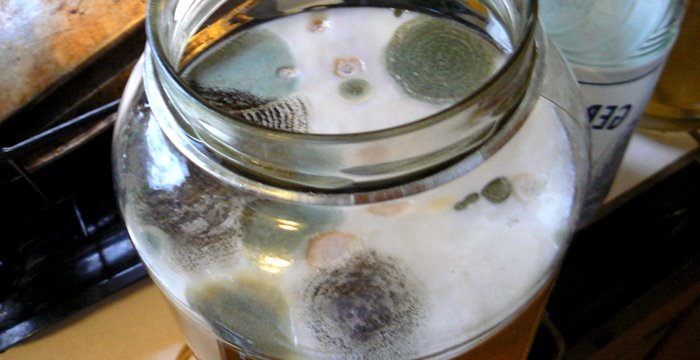 Cara mengatasi Mold pada Jamur Kombucha/Scoby