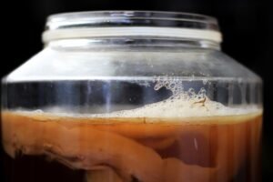 gelembung atau buih saat fermentasi kombucha