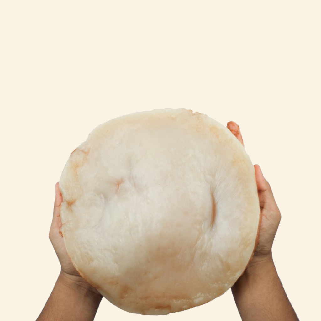 Apa Itu Scoby Dan Fungsinya? - Wiki Kombucha